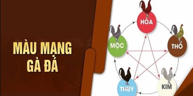 Phong thuỷ đá gà theo màu mạng chuẩn xác