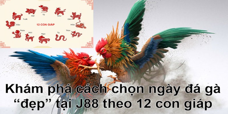 Sư kê cần nắm rõ cách chọn ngày đá gà chuẩn xịn theo 12 con giáp